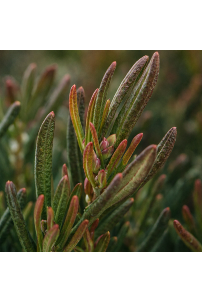 Андромеда Compacta зимове забарвлення листя